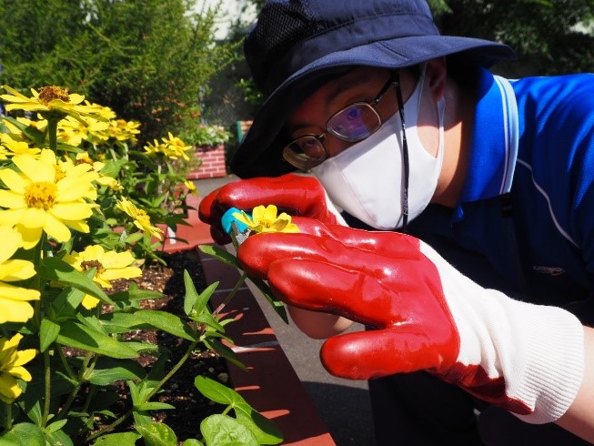 植え替え作業の様子2